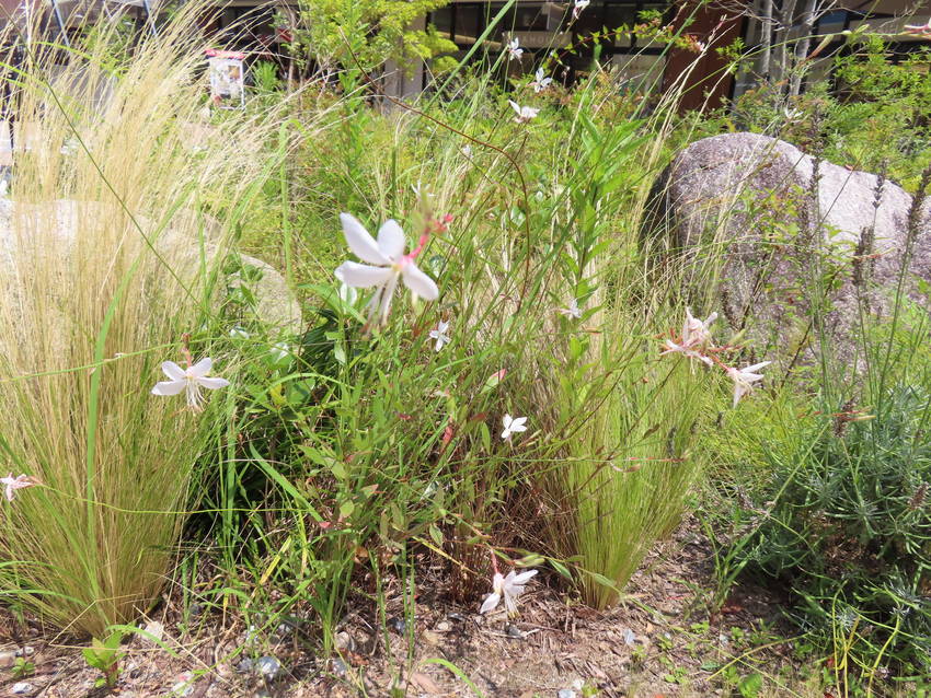 白蝶草の花咲く頃