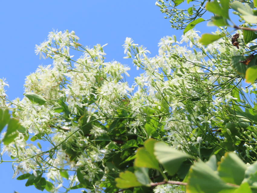 仙人草の花咲く頃