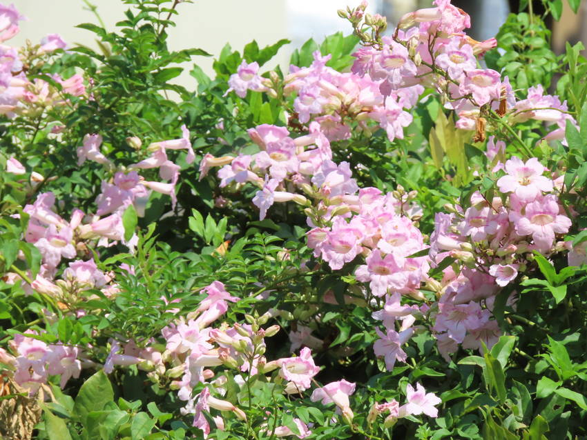 アサリナの花咲く頃