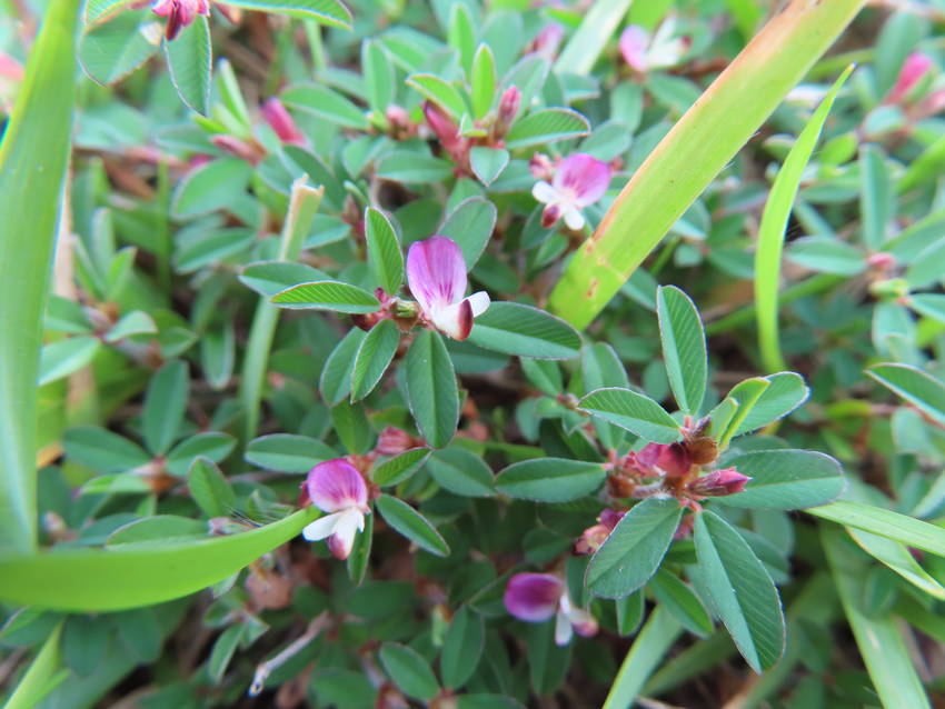 矢筈草の花咲く頃