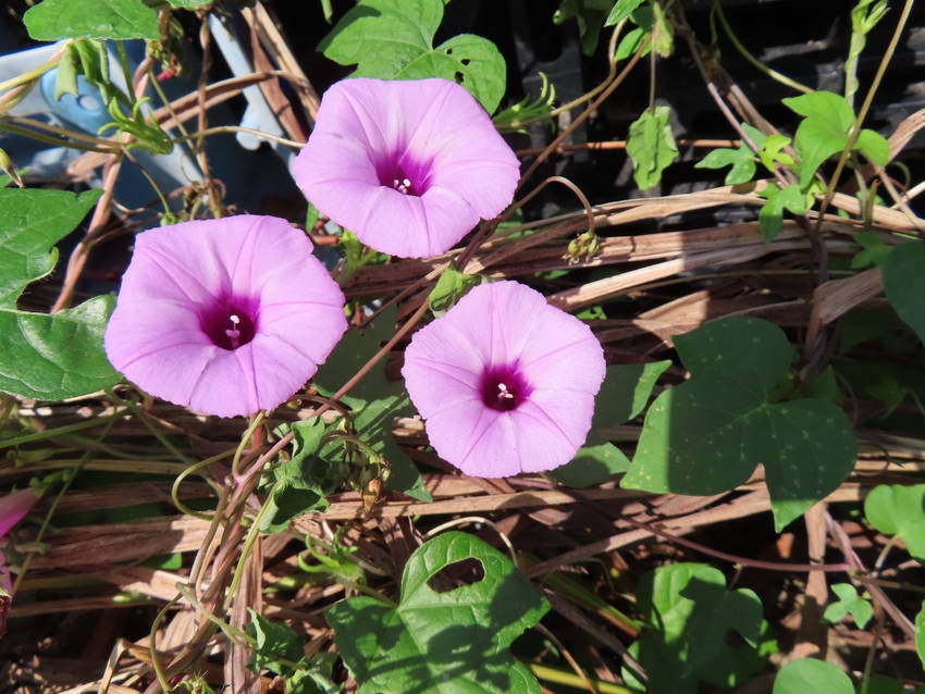 芋根星朝顔の花咲く頃