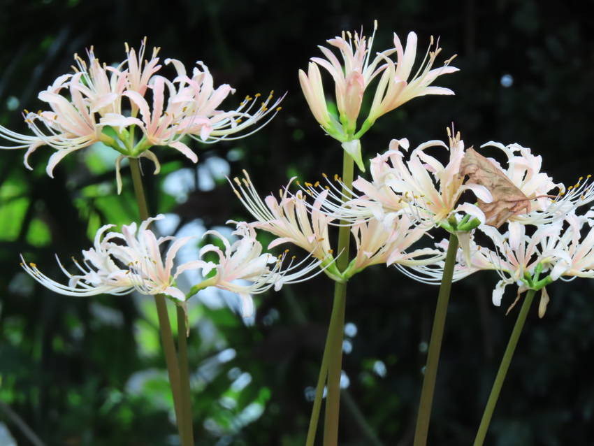 白花彼岸花の花咲く頃