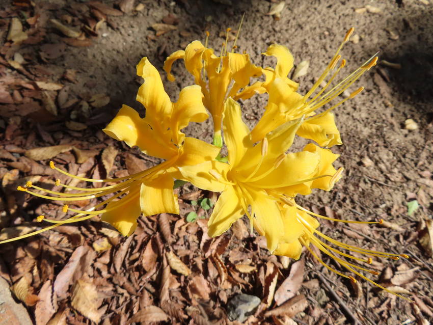 鍾馗水仙の花咲く頃