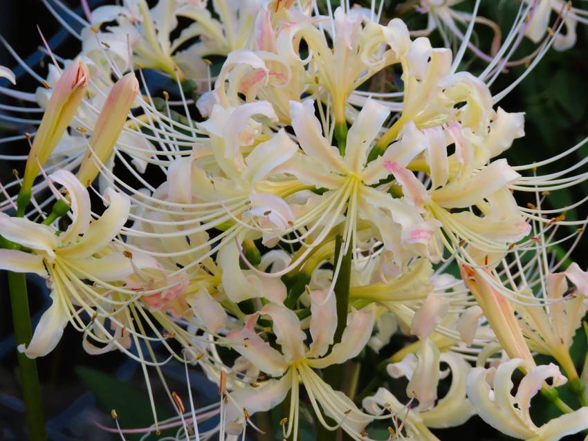 花束みたいな白花彼岸花