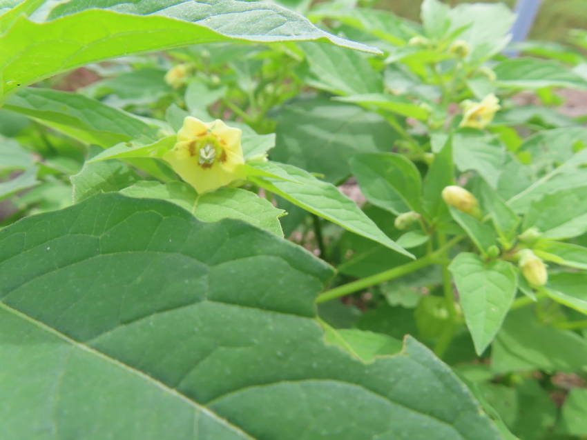 広葉風鈴酸漿の花咲く頃