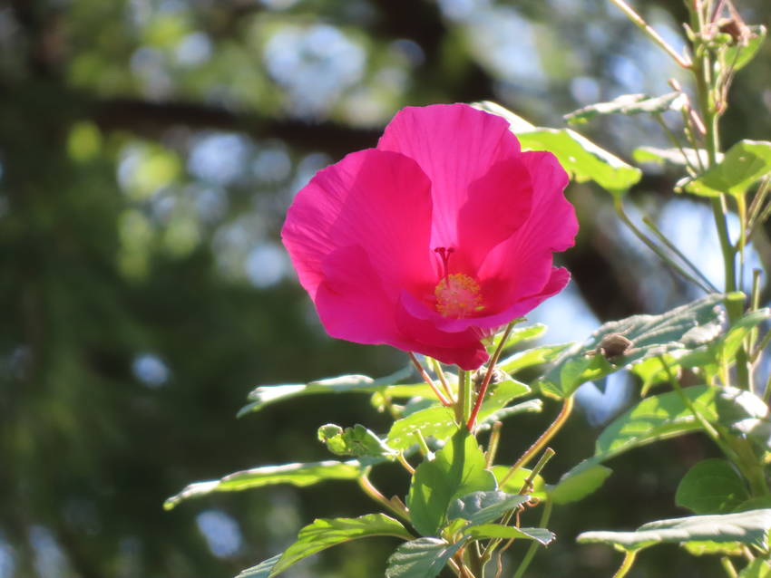 十月の終わりに　赤花芙蓉は未だ...