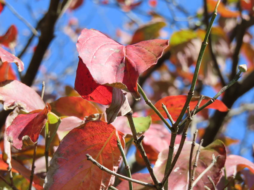 紅葉だより ー 花水木