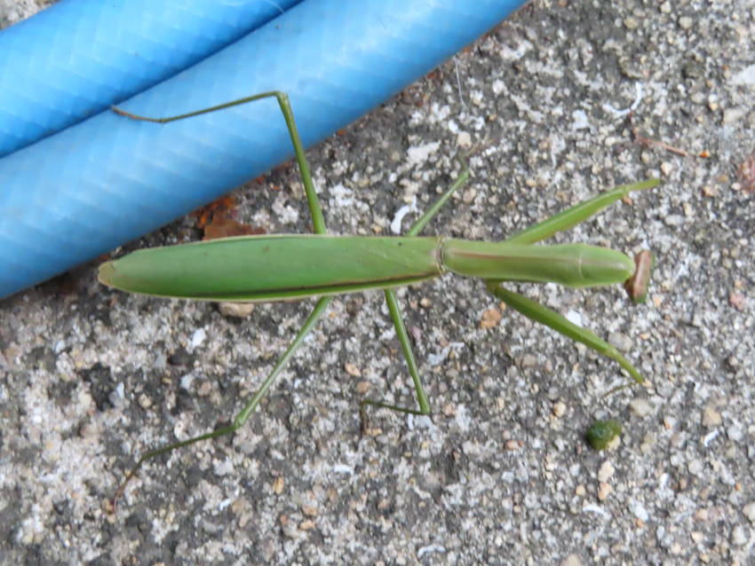 この庭のカマキリ