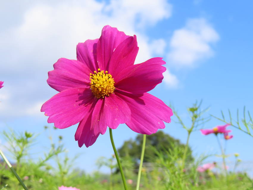 花園のコスモス畑