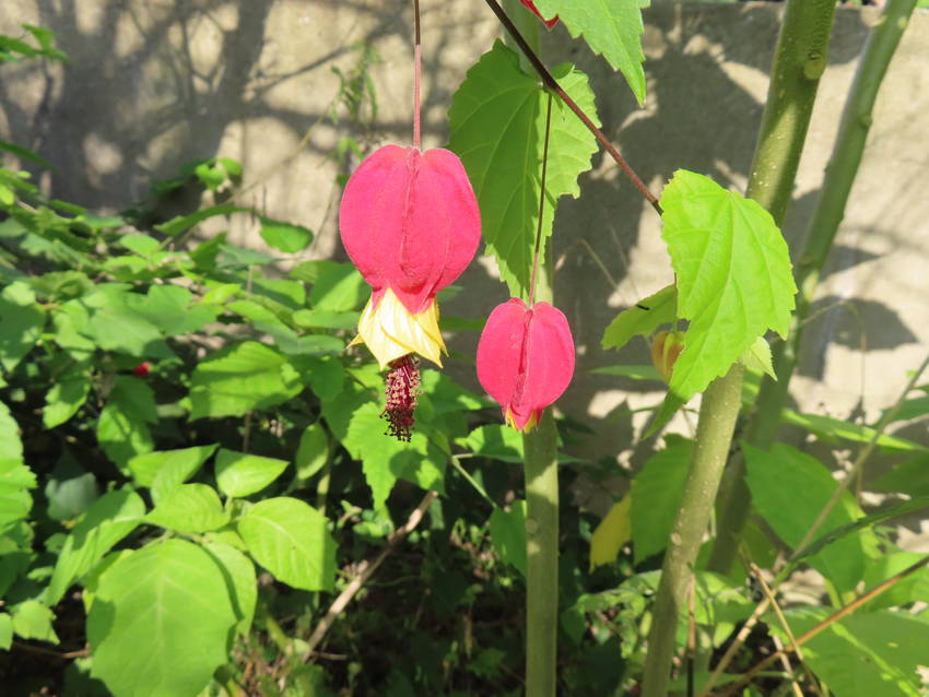 赤ずきんちゃんの花咲く頃