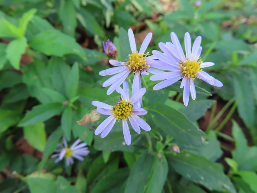 野紺菊の花咲く頃