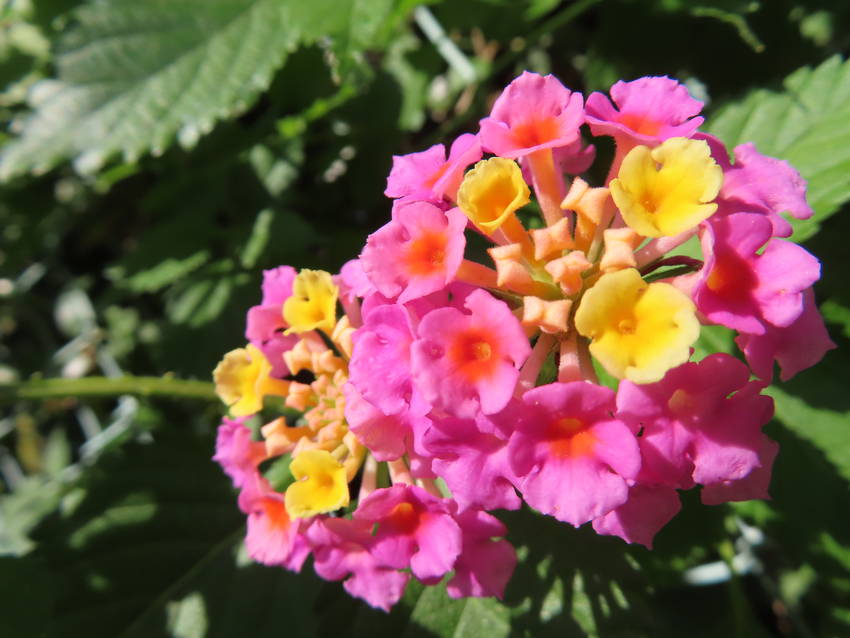 七変化の花と実