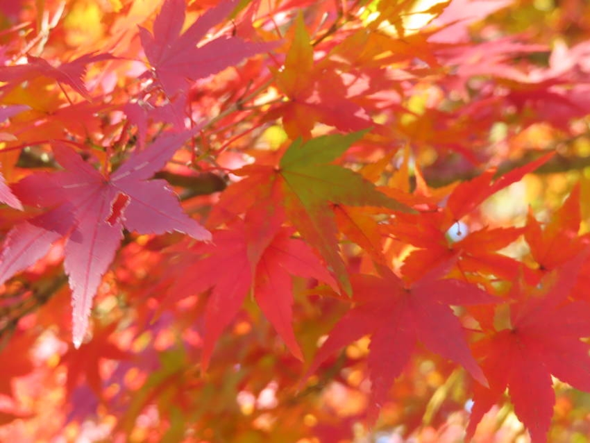 紅葉だより ー 山もみじ