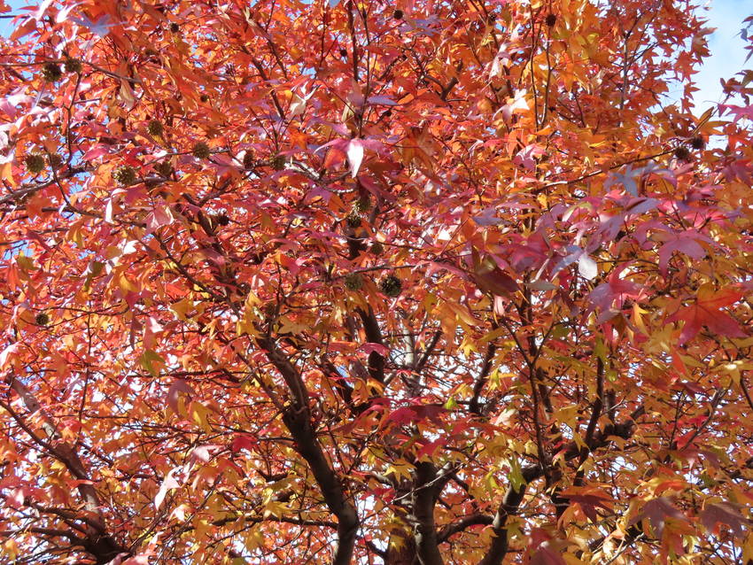 紅葉だより ー 紅葉葉楓