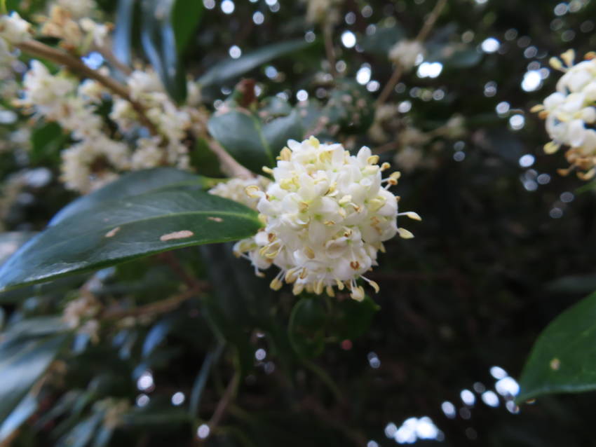 柊の花咲く頃