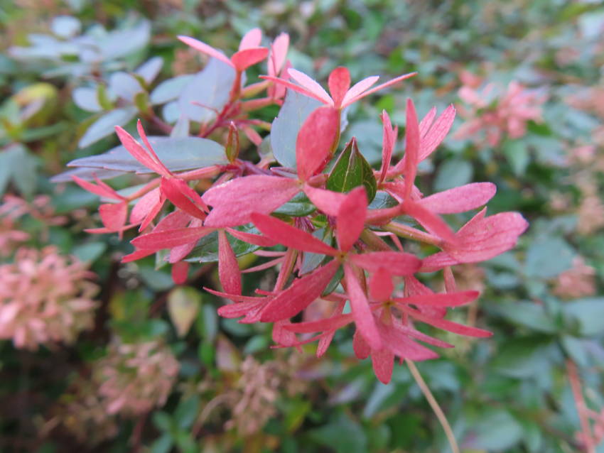 花園衝羽根空木の萼片