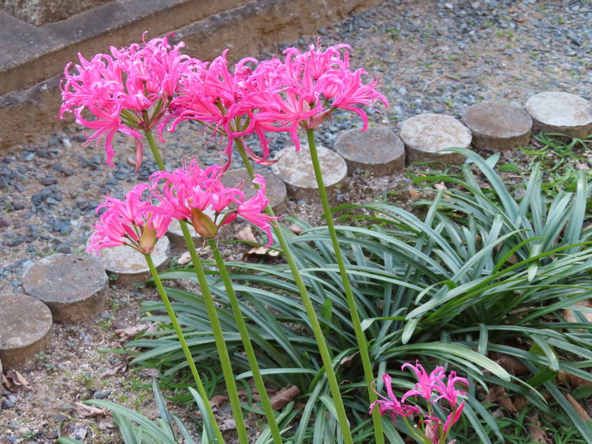 ダイヤモンドリリーの花咲く頃