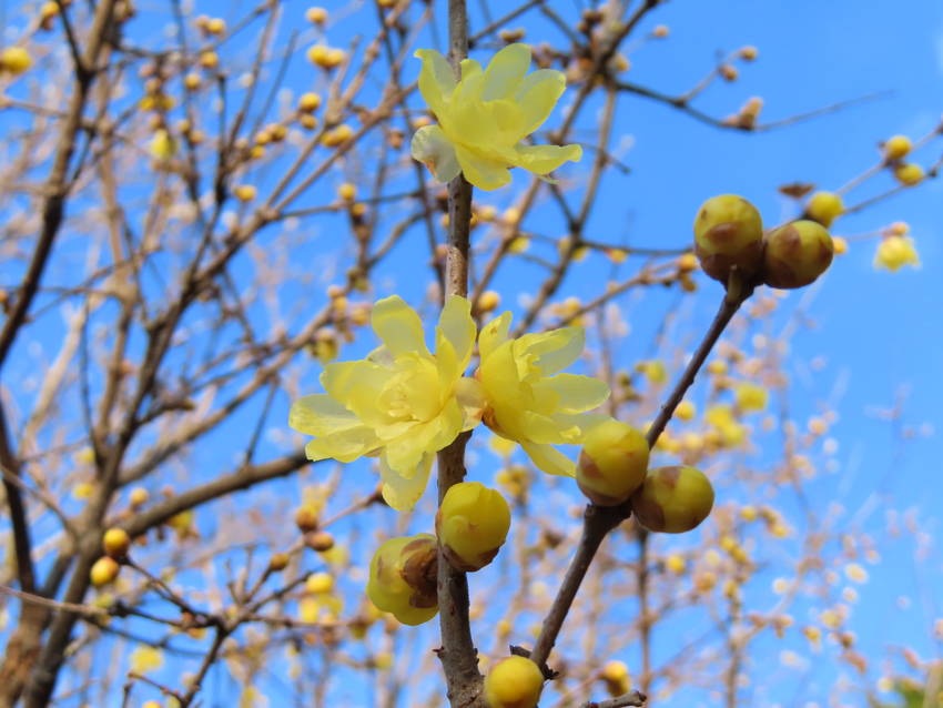 蝋梅の花咲く頃