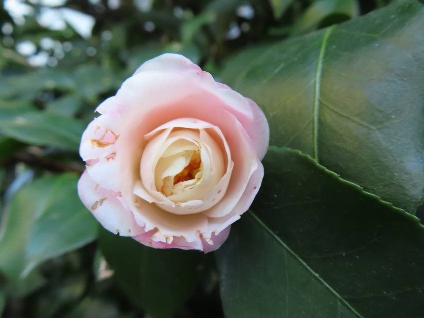 この庭の白い山茶花