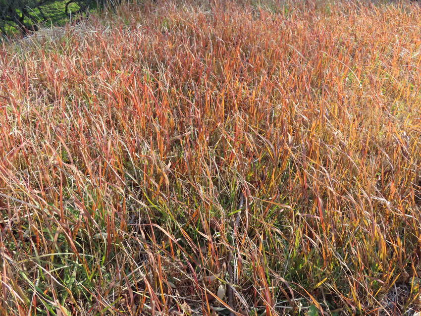 草地の紅葉