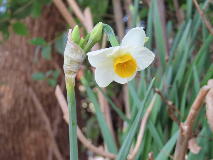 二月はじまり　水仙の花咲く頃