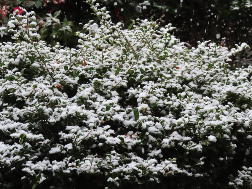 今日も雪