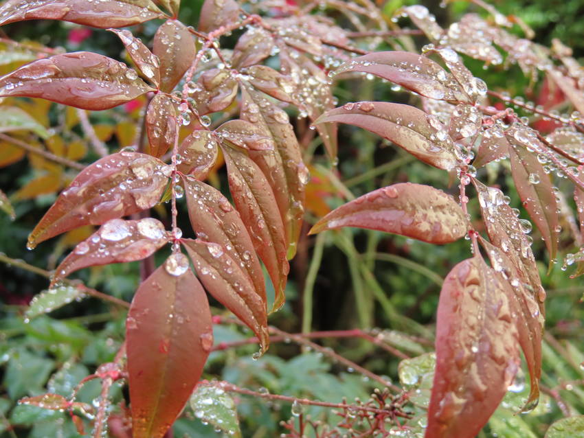 今日は雨