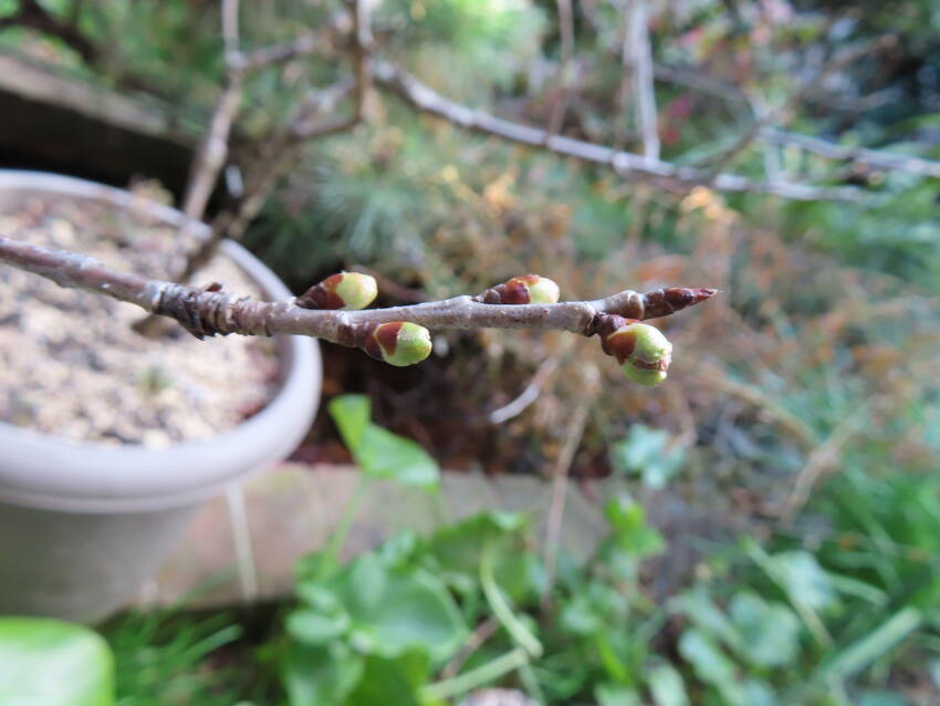 この庭の彼岸桜の花芽