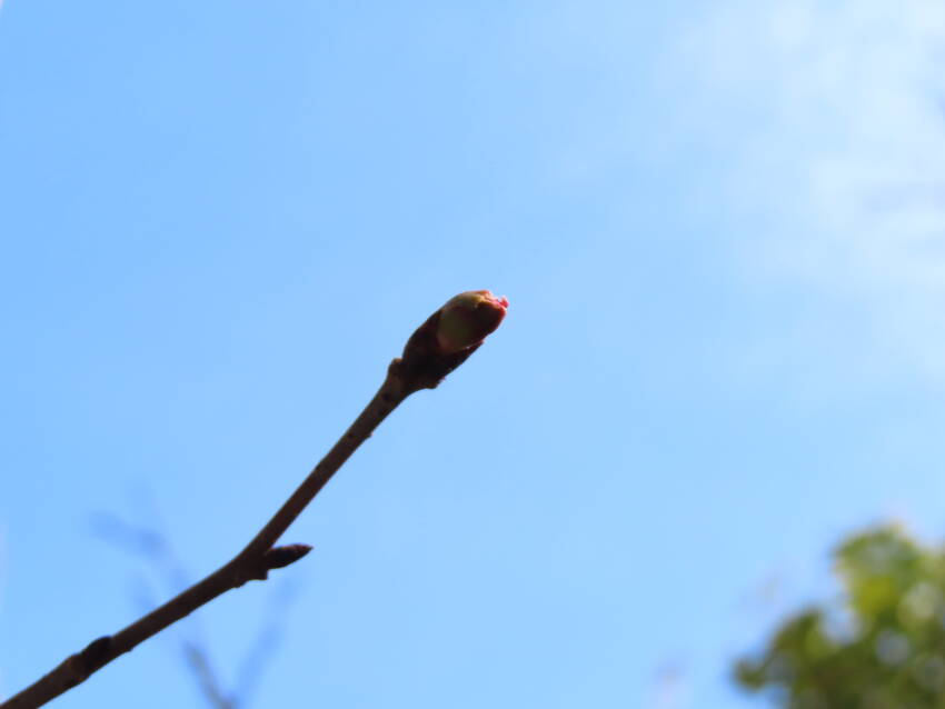 この庭の啓翁桜の花芽