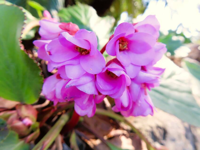 ヒマラヤ雪ノ下の花咲く頃