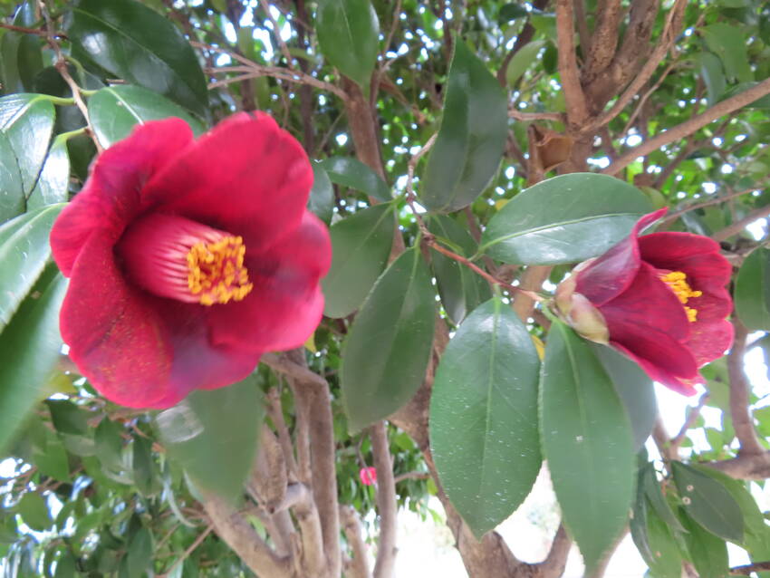 黒侘助の花咲く頃