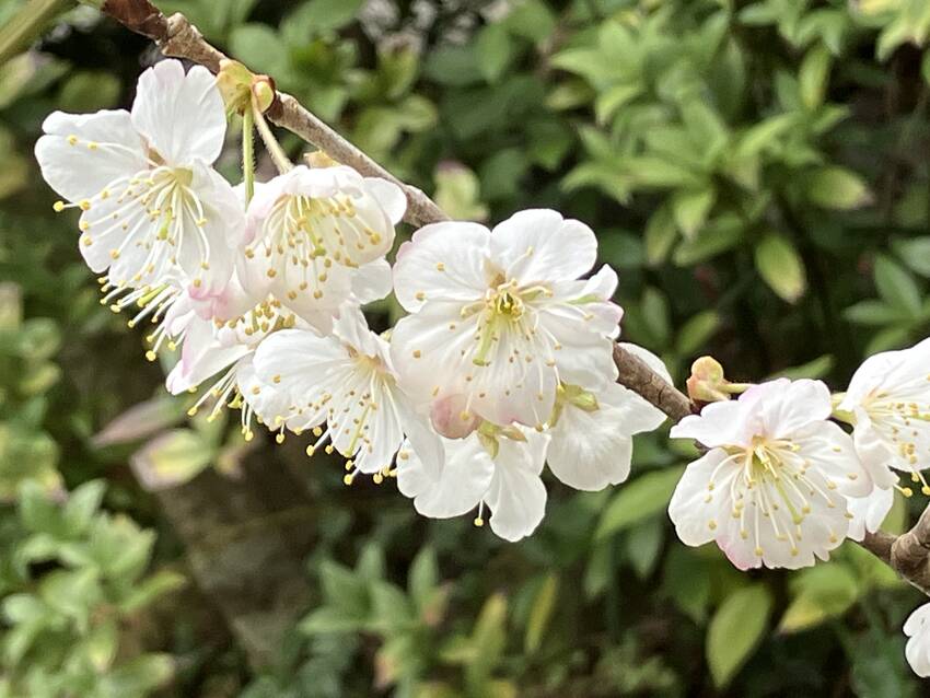 この庭の彼岸桜