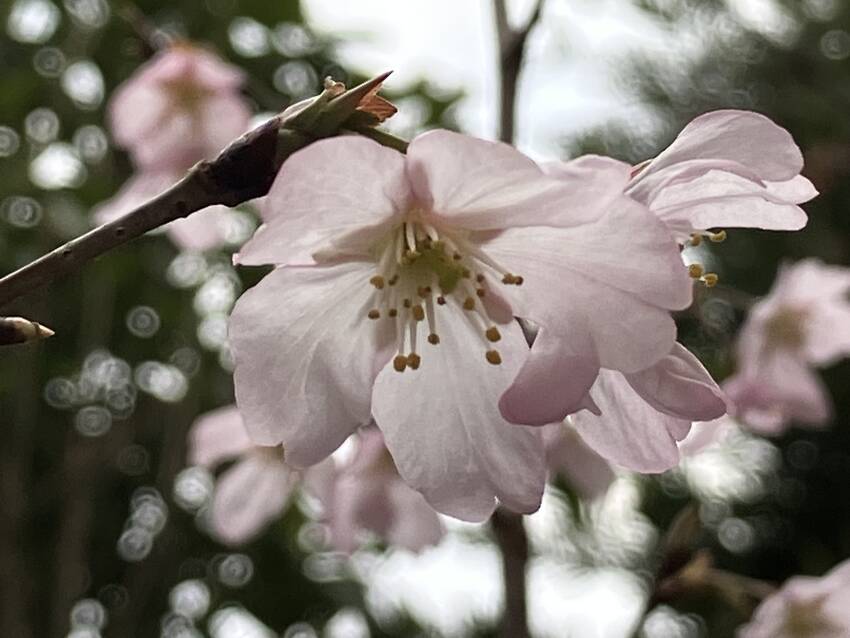 この庭の啓翁桜