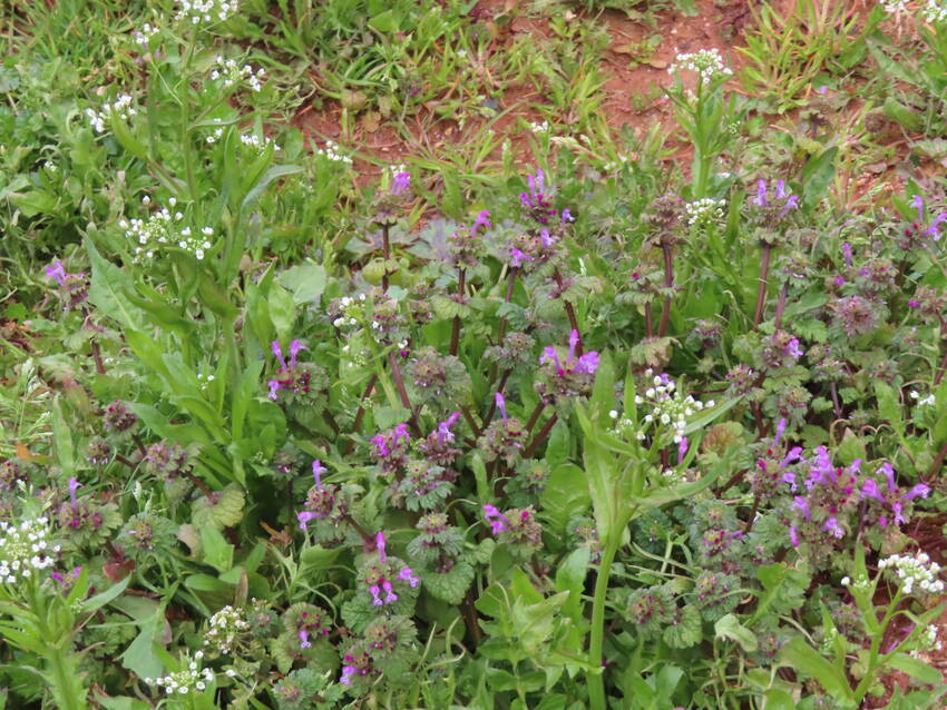 春めく草花