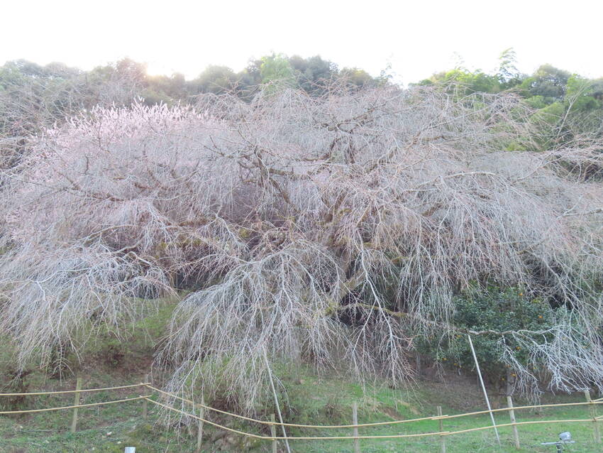 天神山大しだれ桜