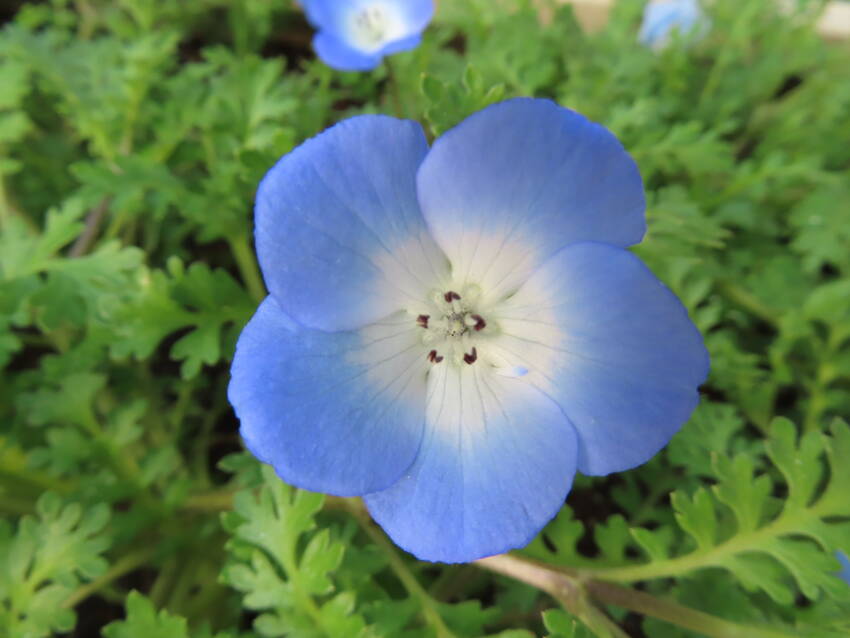 瑠璃唐草の花咲く頃
