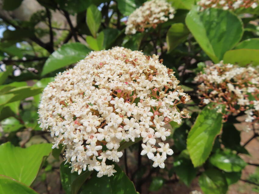白山木の花咲く頃