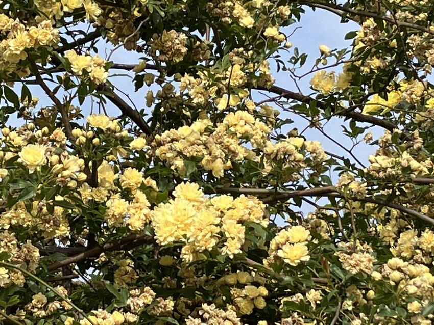 木香薔薇の花咲く頃