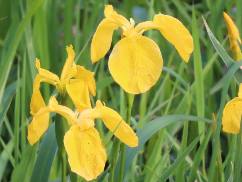 黄菖蒲の花咲く頃