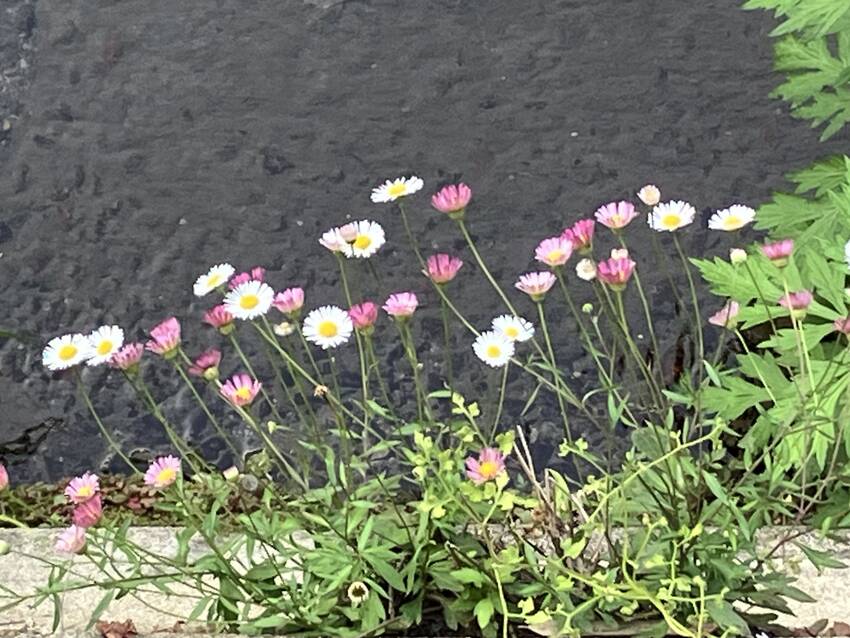 源平小菊の花咲く頃