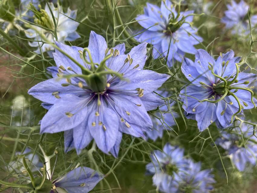 黒種子草の花咲く頃