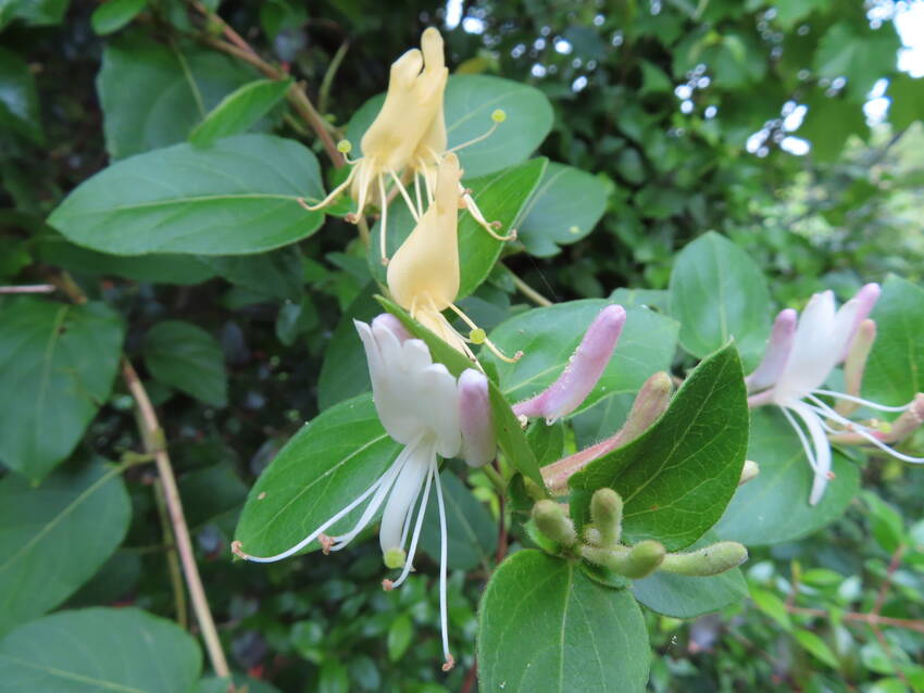 忍冬の花咲く頃