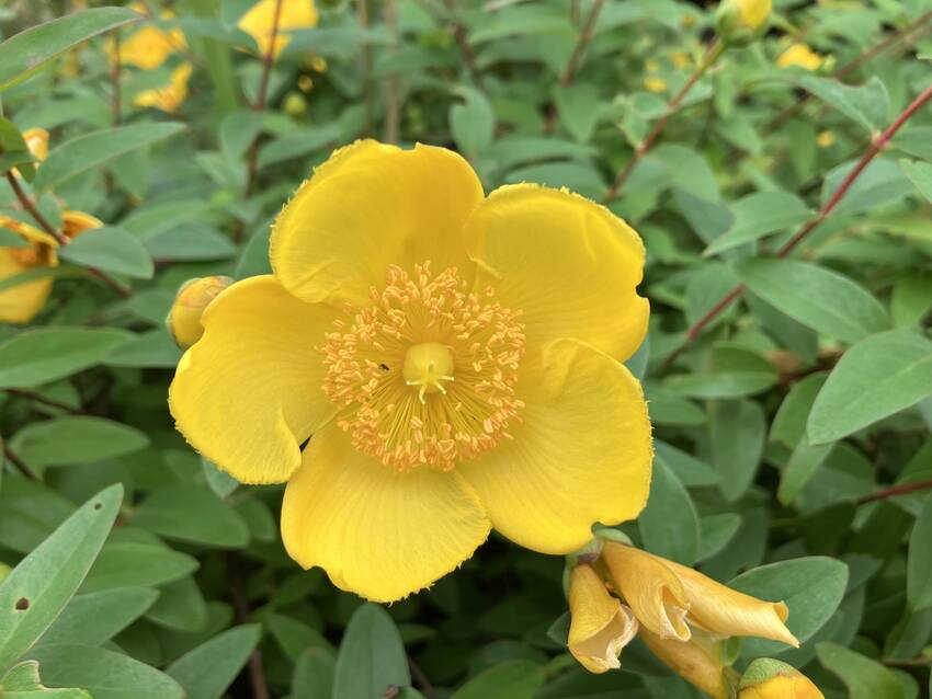 大輪金糸梅の花咲く頃