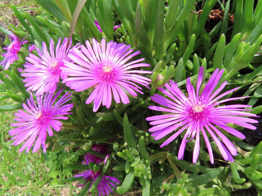 松葉菊の花咲く頃