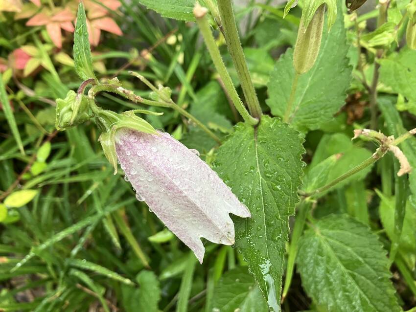 蛍袋の花咲く頃