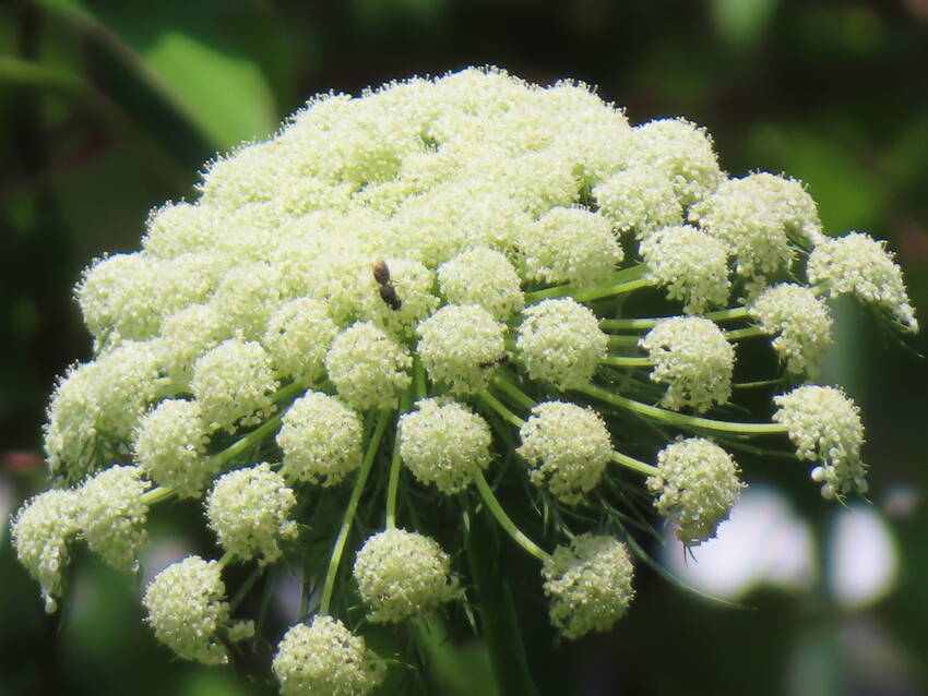 人参の花咲く頃
