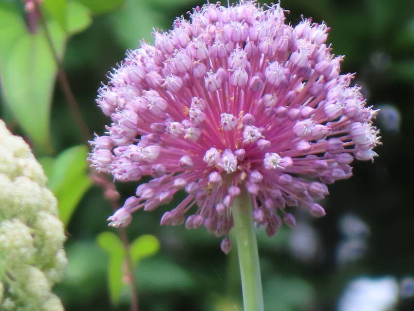 花葱の花咲く頃