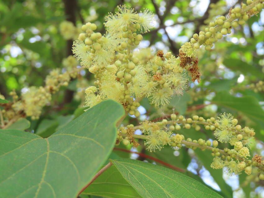 赤芽槲の花咲く頃