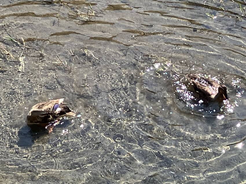 夏のカルガモ
