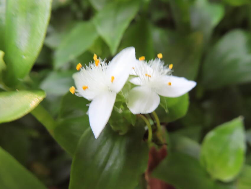 六月の終わり・常磐露草の花咲く...